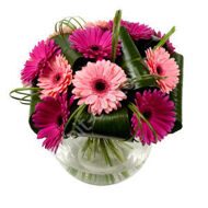 Bouquet of pink and crimson gerberas