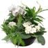 Arrangement with cyclamen