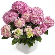 Pink hydrangea with a pot