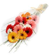 Modest bouquet of gerberas