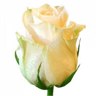 Creamy rose 50 cm