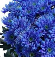Bush blue chrysanthemum