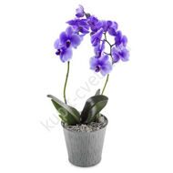 Blue orchid phalaenopsis with a pot