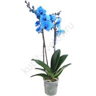 Blue halaenopsis with 2 stalks