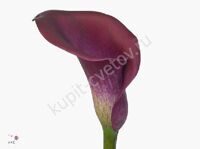 Purple calla