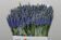 Muscari