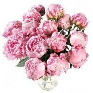 Bouquet  of 15 peonies