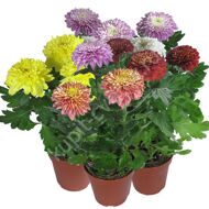 Chrysanthemum in a pot