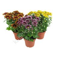 Potted mini chrysanthemum