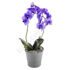 Blue orchid phalaenopsis with a pot