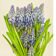 Muscari