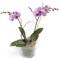 Lilac orchid phalaenopsis with a pot