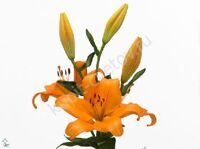 Orange lily