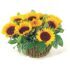 Bast-basket of sunflowers