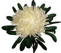 Chrysanthemum Deco